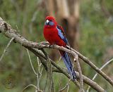 Crimson Rosella 9Y201D-025